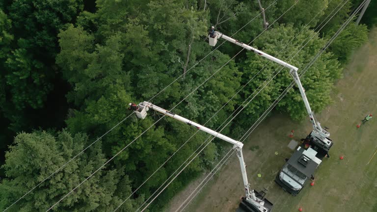 Best Root Management and Removal  in Yorktown, TX