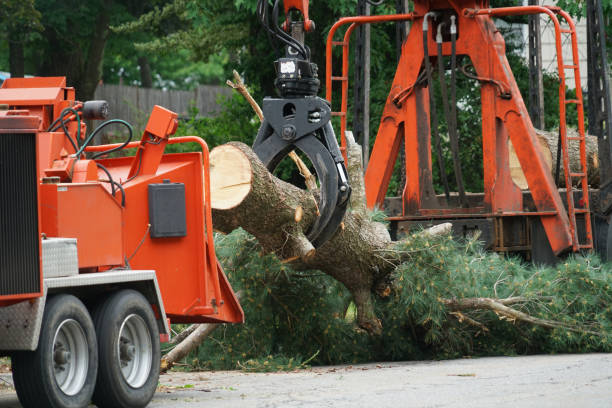 Trusted Yorktown, TX  Tree Services Experts